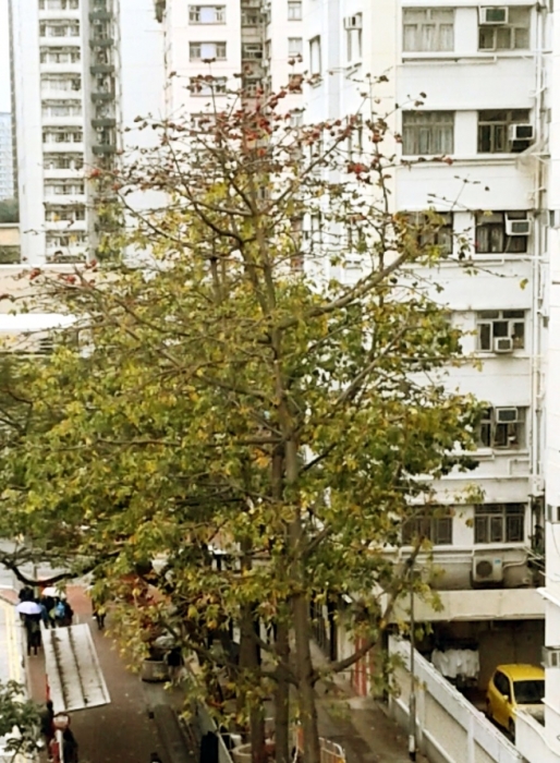 紅磡道的木棉樹紅花瑟縮